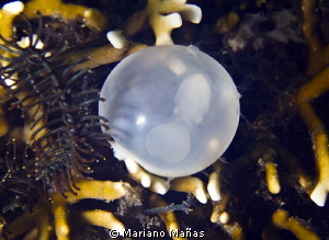 Cuttlefish`s egg by Mariano Mañas 